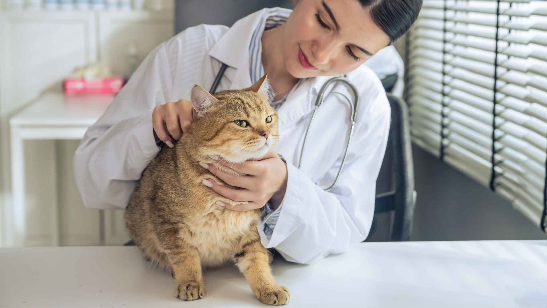 Diagnostico dermatitis en gatos